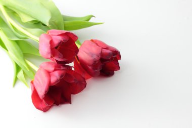 Kırmızı lale buketi