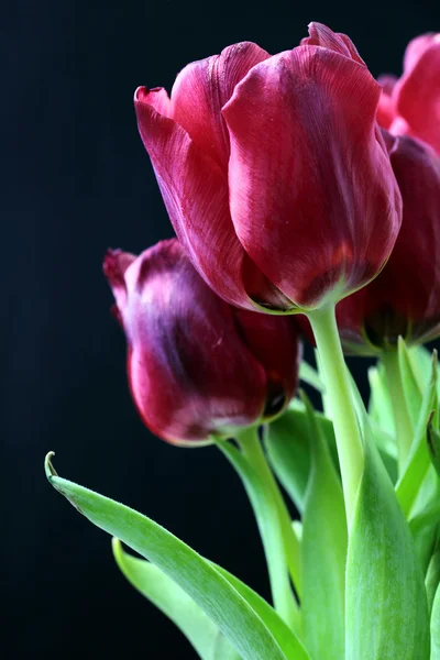 Boeket rode tulpen — Stockfoto