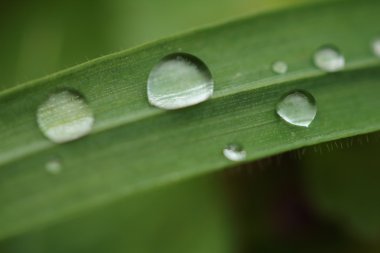 Çimenlere su damlıyor.