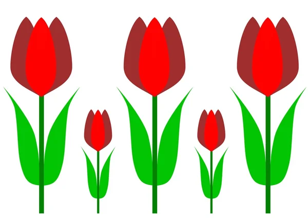 Червоні тюльпани на білому тлі — стокове фото
