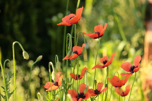 Coquelicots du matin sur la prairie — Photo