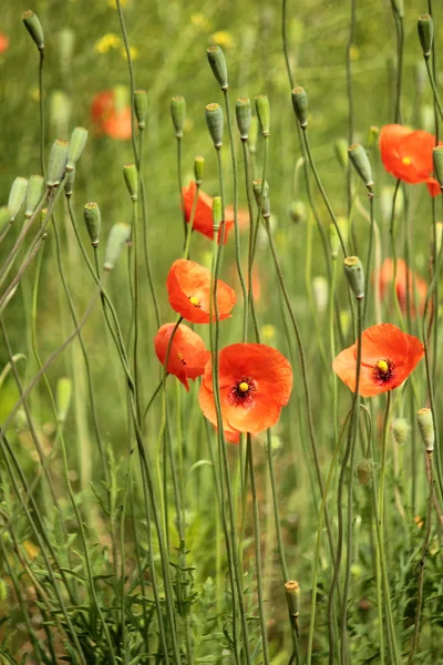 Coquelicots, journée anzac — Photo