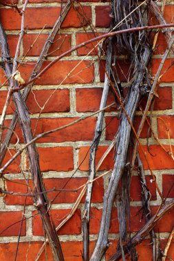 Arka planını üzüm kuru dalları