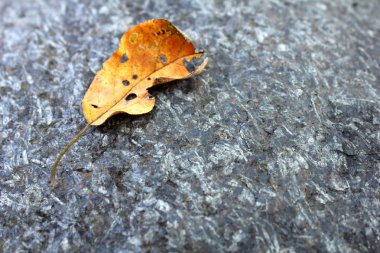 Bir taşın üzerindeki yaprak