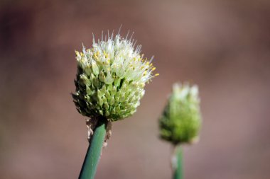 alium soğan çiçek
