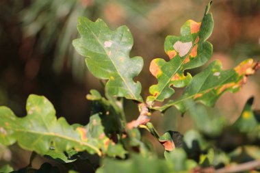 Meşe yaprağı yeşil arka plan
