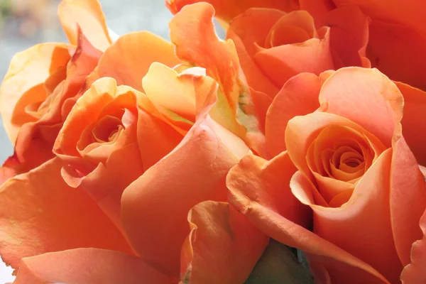Orange roses — Stock Photo, Image