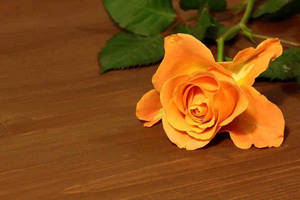 Orange rose — Stock Photo, Image