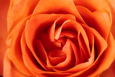 Turuncu gül, güller