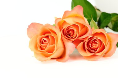 Turuncu gül, güller