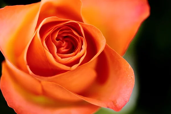 Rose orange, roses de thé — Photo