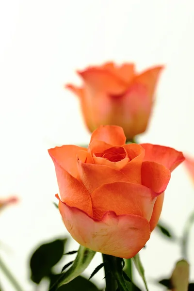 Orange rose, tea roses — Stock Photo, Image