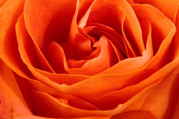 Rosa naranja, rosas de té — Foto de Stock