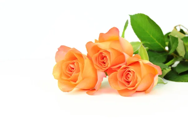 Orange rose, tea roses — Stock Photo, Image