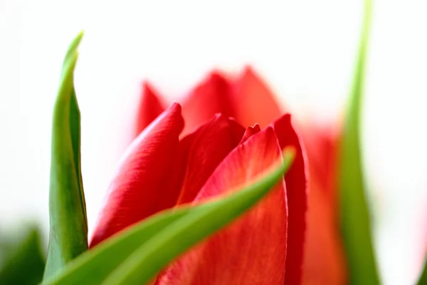 Rode tulip — Stockfoto