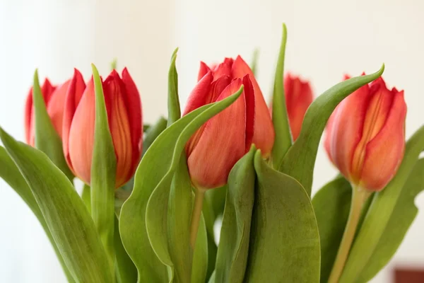 Red tulips — Stock Photo, Image