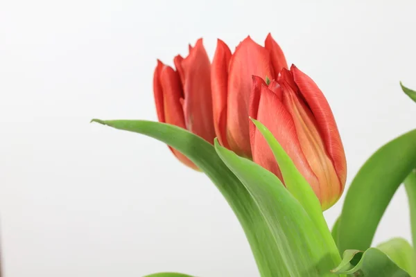 Červený Tulipán — Stock fotografie