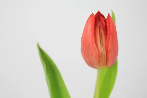 Tulipa vermelha — Fotografia de Stock