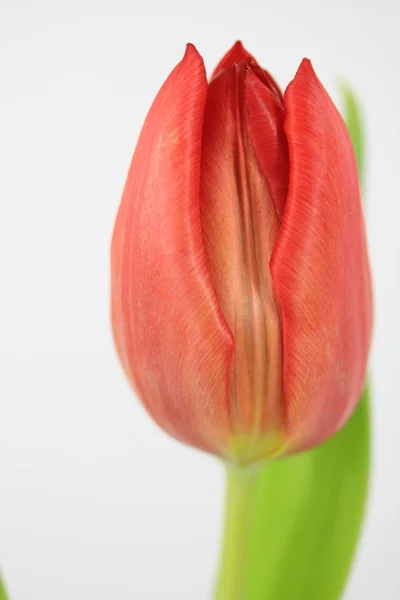 Červený Tulipán — Stock fotografie