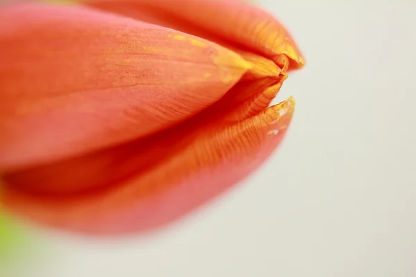 Červený tulipán na bílém pozadí — Stock fotografie