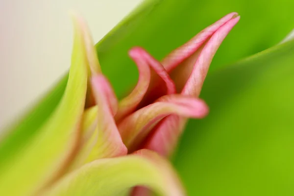 Rosa Tulpe auf weißem Hintergrund — Stockfoto