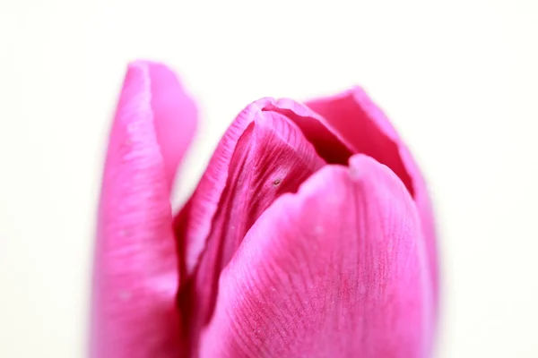 Roze tulp op witte achtergrond — Stockfoto