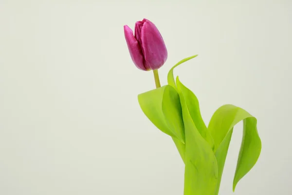 Růžový tulipán na bílém pozadí — Stock fotografie