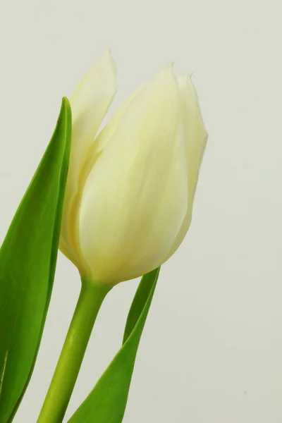 Tulipano bianco su sfondo bianco — Foto Stock