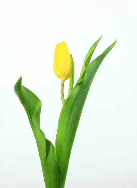 Tulipanes amarillos sobre fondo blanco —  Fotos de Stock