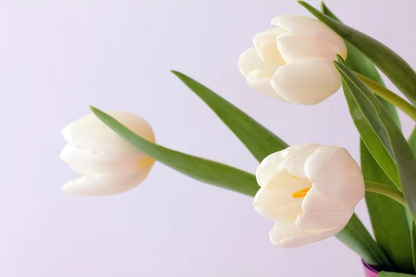 Tulipani bianchi — Foto Stock