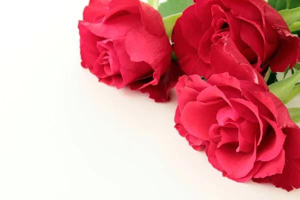 Rosas rojas — Foto de Stock