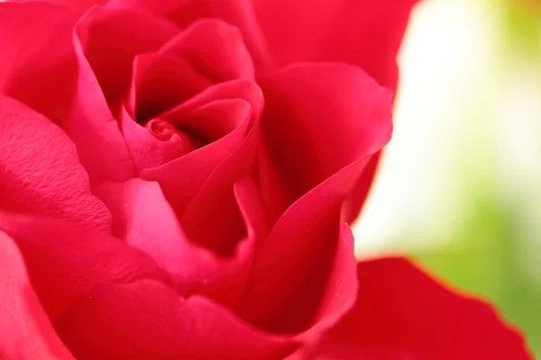 Red roses — Stock Photo, Image