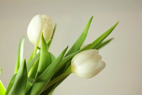 Tulipani bianchi — Foto Stock