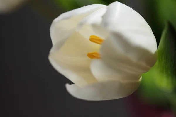 Witte tulpen — Stockfoto