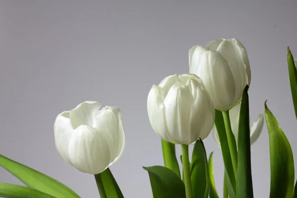 White tulips — Stock Photo, Image