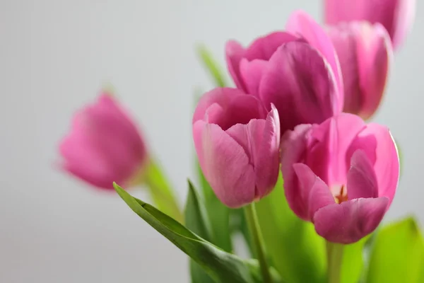 Tulipani rosa — Foto Stock