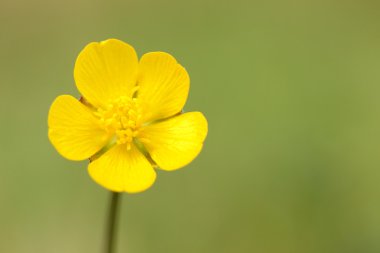 yeşil arka plan üzerinde kanola çiçeği