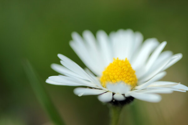 Daisy