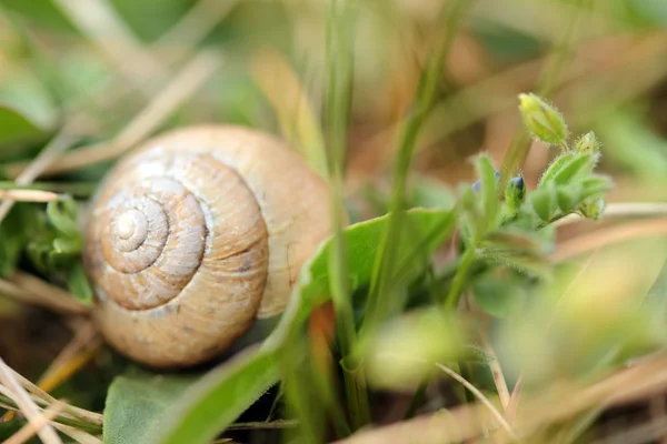 Snails in the grass — Stock Photo, Image