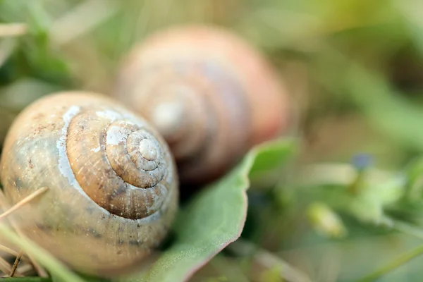 Snails in the grass — Stock Photo, Image