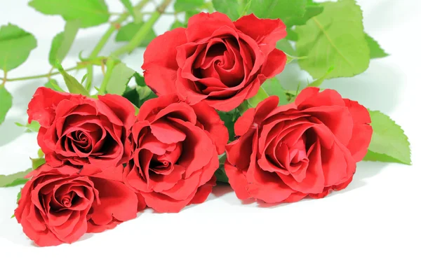 Red roses whit card — Stock Photo, Image