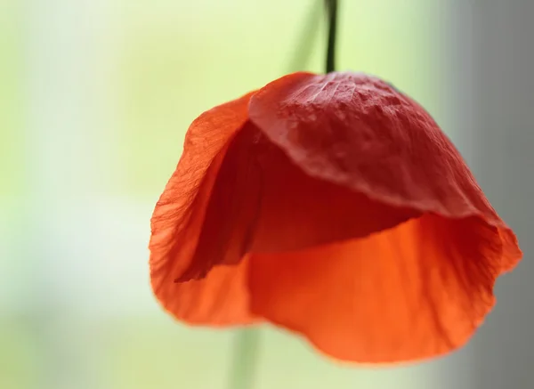 Poppy, dia de anzac — Fotografia de Stock