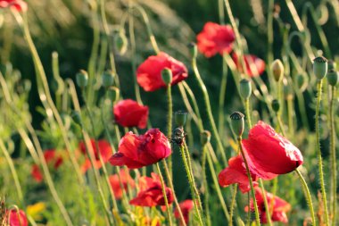 çayırda haşhaş, anzak günü