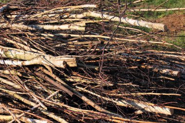 Huş ağacı dalları