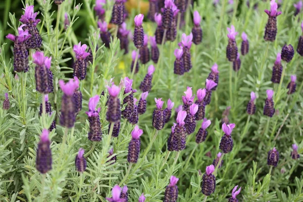 Lavanda francese — Foto Stock