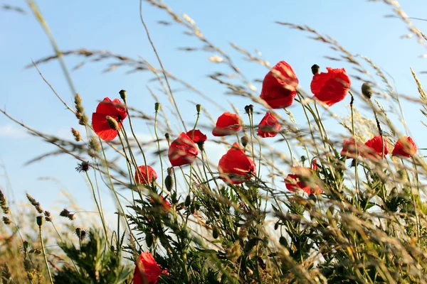 Coquelicots sur la prairie, jour de l'anzac — Photo