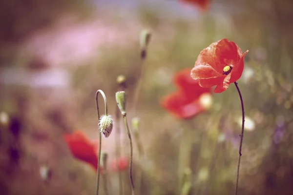 Amapolas silvestres vintage —  Fotos de Stock