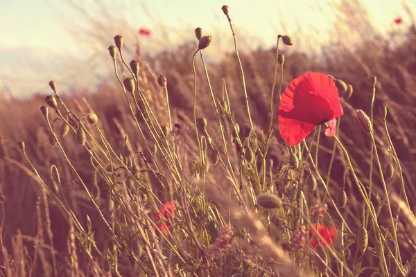 Amapolas silvestres vintage —  Fotos de Stock