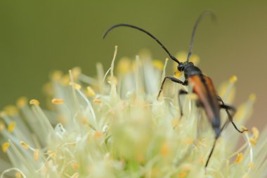 çiçek soğan bir hata ile