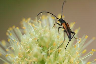 çiçek soğan bir hata ile